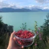 alaskas back country inn shared backyard 5 (1)