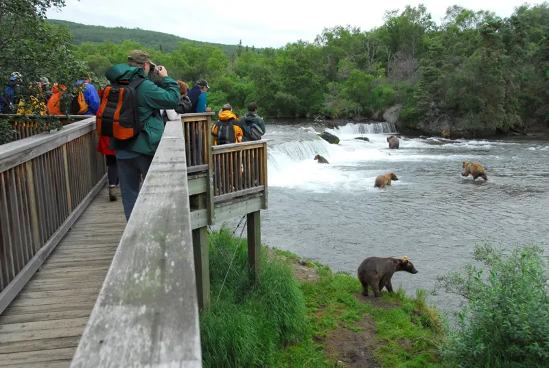 bear watching at katmai national park